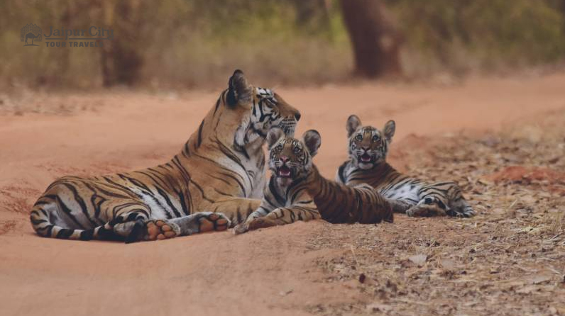 Jaipur to Ranthambore day trip